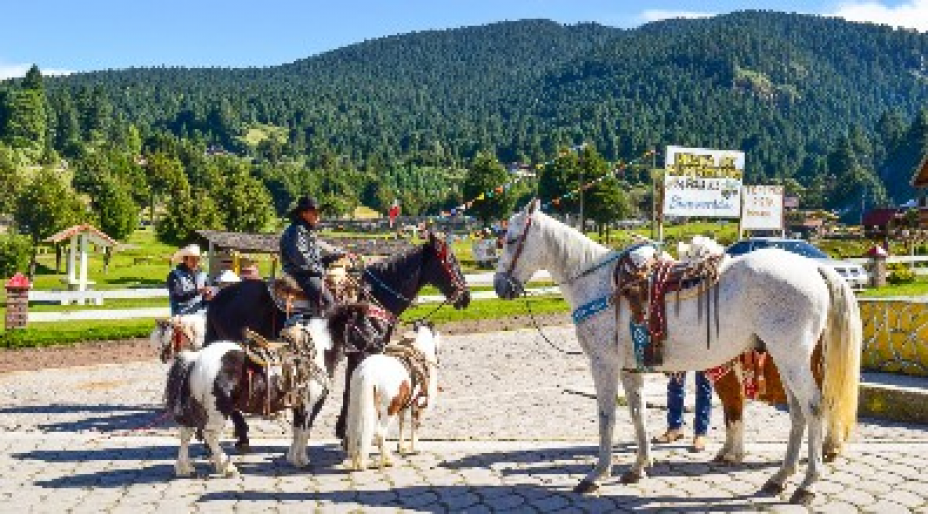 La Marquesa Horse and Pony Rides