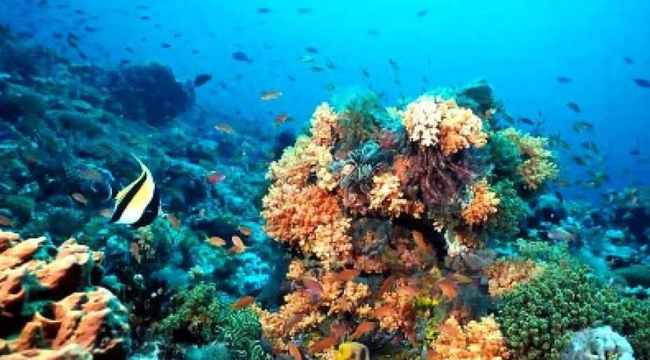 Scorpion Reef Coral