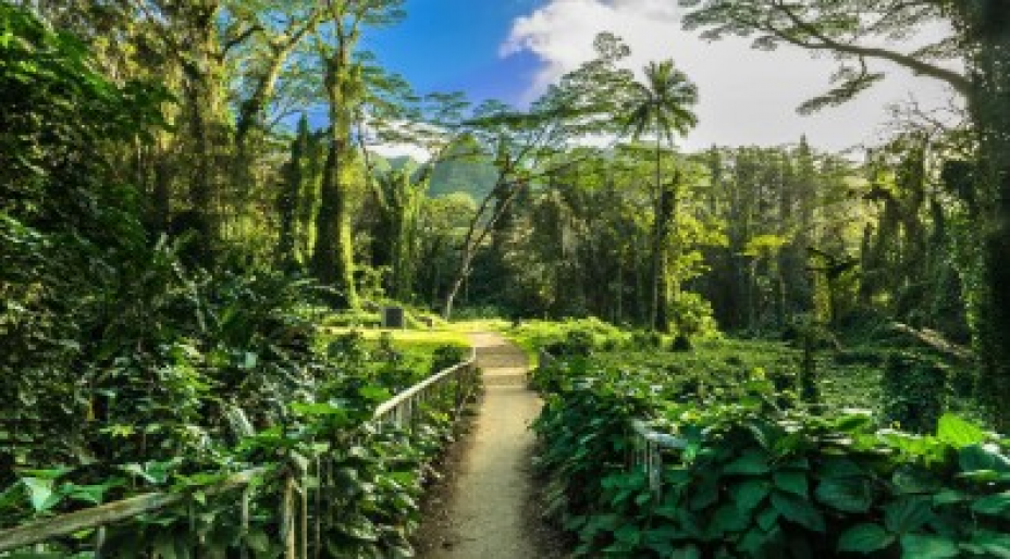 The Great Outdoors: Hiking Routes in Hawaii