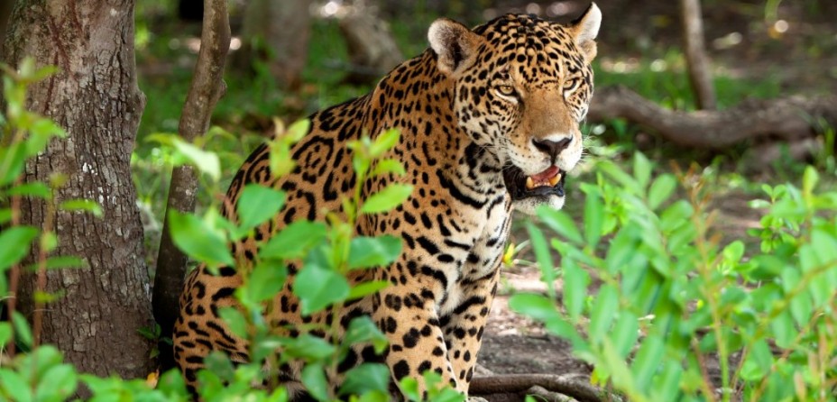 Amazing Wildlife in Mexico